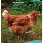PI2215 Léigh Liom Level 7 Turquoise Pack (5 Books) Folens